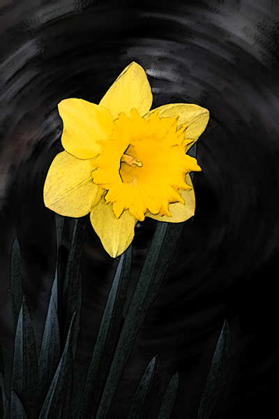 daffodil 5332 adj1 fun