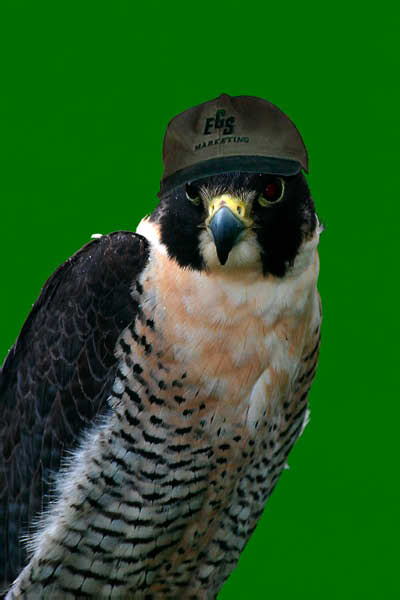 falcon00051 adj fun