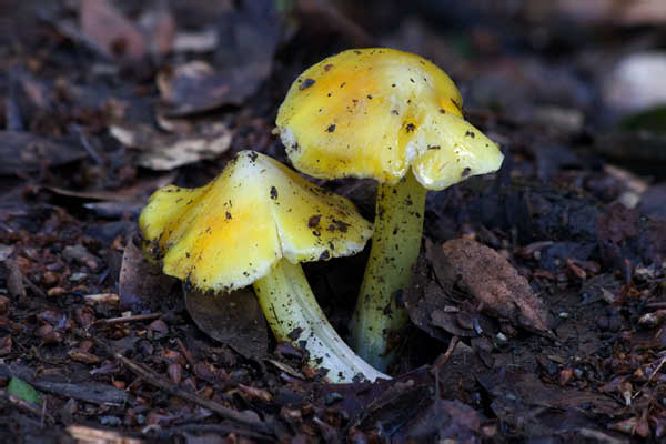mushroom 7235 adj