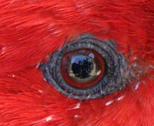 red_eye
